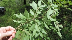 Volkameria eriophylla image