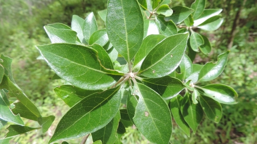 Volkameria eriophylla image