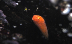 Cochleoceps bicolor