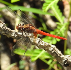 Orthetrum testaceum soembanum