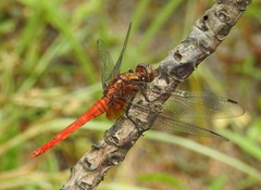 Orthetrum testaceum soembanum