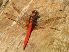 Orthetrum testaceum soembanum