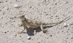 Agama aculeata