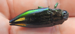 Cyphogastra semipurpurea