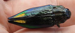 Cyphogastra semipurpurea