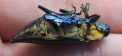 Cyphogastra semipurpurea