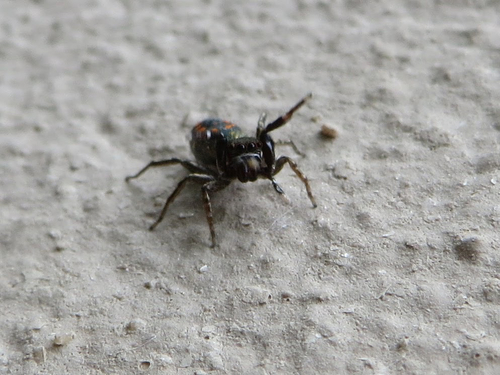 Natta Jumping Spider