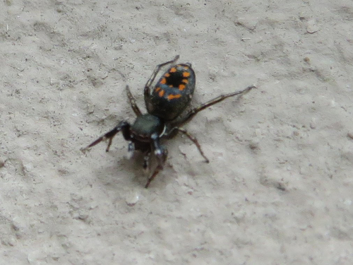 Natta Jumping Spider