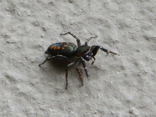 Natta Jumping Spider