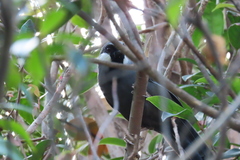 Pterorhinus chinensis