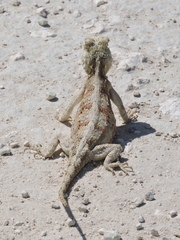 Agama aculeata