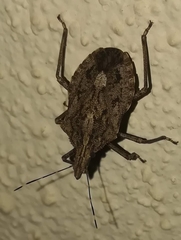 Neohalys serricollis