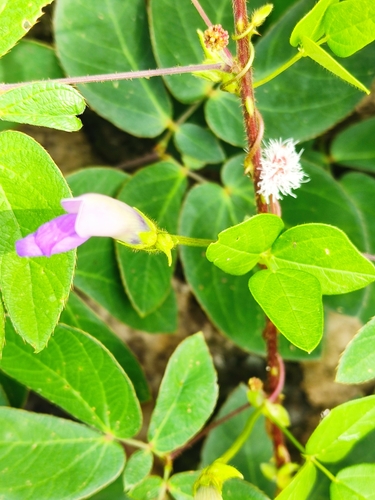Image of Phaseolus pauciflorus by (c) Guillermo Huerta Ramos, some rights reserved (CC BY)