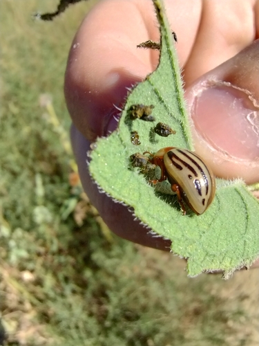 Sunflower beetle photo 2