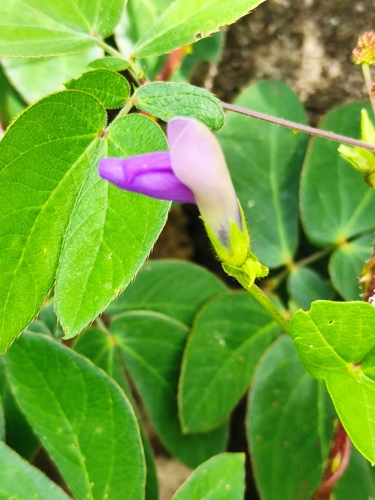 Image of Phaseolus pauciflorus by (c) Guillermo Huerta Ramos, some rights reserved (CC BY)