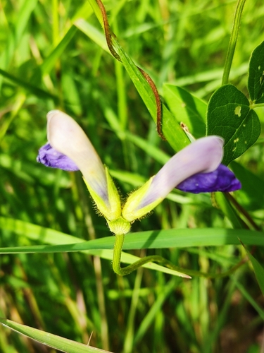 Image of Phaseolus pauciflorus by (c) Guillermo Huerta Ramos, some rights reserved (CC BY)