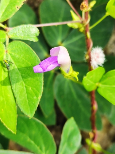Image of Phaseolus pauciflorus by (c) Guillermo Huerta Ramos, some rights reserved (CC BY)