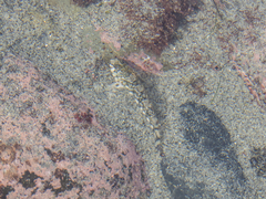 Bellapiscis lesleyae