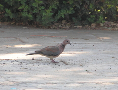 Streptopelia senegalensis
