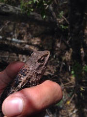 Sceloporus olivaceus