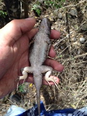 Sceloporus olivaceus