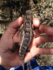 Sceloporus olivaceus