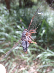 Birrima castanea