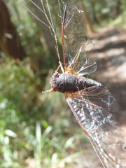 Birrima castanea