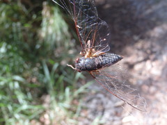 Birrima castanea