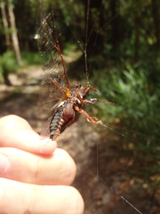 Birrima castanea