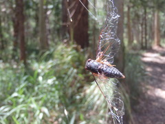 Birrima castanea
