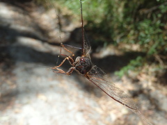 Birrima castanea