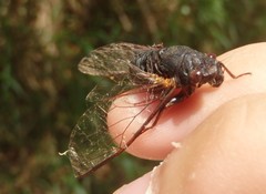 Birrima castanea