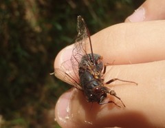 Birrima castanea
