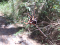 Birrima castanea