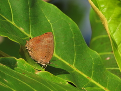 Arhopala madytus
