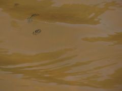 Selenotoca multifasciata