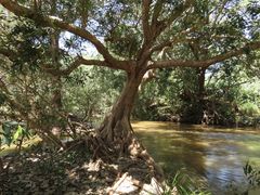 Syzygium tierneyanum