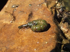 Stenopsyche marmorata