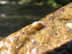 Ancylus fluviatilis
