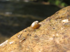 Ancylus fluviatilis