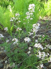 Cardamine macrophylla