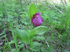Cypripedium macranthos