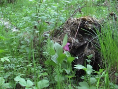 Cypripedium macranthos