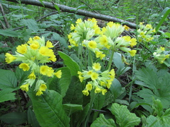 Primula veris macrocalyx