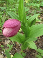Cypripedium macranthos