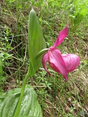 Cypripedium macranthos