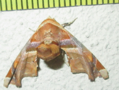 Eutelia callichroma