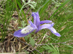 Iris ruthenica