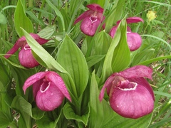 Cypripedium macranthos